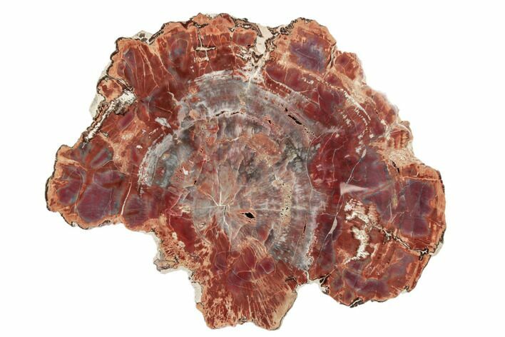 Colorful, Petrified Wood (Araucarioxylon) Round - Arizona #195138